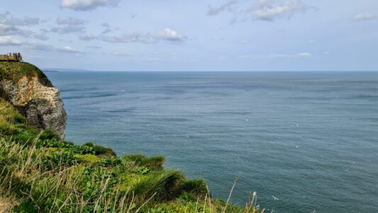 RSPB Bempton Cliffs 9